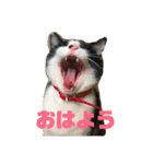 飼い猫たちの日常生活（個別スタンプ：2）