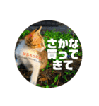 飼い猫たちの日常生活（個別スタンプ：4）
