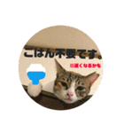飼い猫たちの日常生活（個別スタンプ：5）