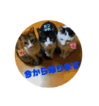 飼い猫たちの日常生活（個別スタンプ：6）