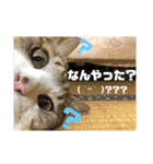 飼い猫たちの日常生活（個別スタンプ：7）