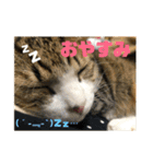 飼い猫たちの日常生活（個別スタンプ：9）