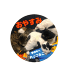 飼い猫たちの日常生活（個別スタンプ：10）