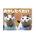 飼い猫たちの日常生活（個別スタンプ：11）