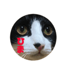 飼い猫たちの日常生活（個別スタンプ：12）