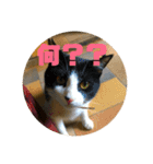 飼い猫たちの日常生活（個別スタンプ：13）