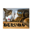 飼い猫たちの日常生活（個別スタンプ：14）