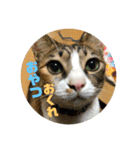 飼い猫たちの日常生活（個別スタンプ：15）