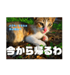 飼い猫たちの日常生活（個別スタンプ：17）