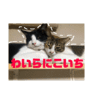 飼い猫たちの日常生活（個別スタンプ：18）
