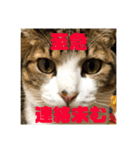 飼い猫たちの日常生活（個別スタンプ：19）