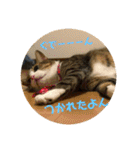飼い猫たちの日常生活（個別スタンプ：20）