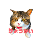 飼い猫たちの日常生活（個別スタンプ：21）
