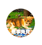 飼い猫たちの日常生活（個別スタンプ：22）
