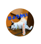 飼い猫たちの日常生活（個別スタンプ：23）