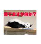 飼い猫たちの日常生活（個別スタンプ：24）