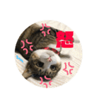 飼い猫たちの日常生活（個別スタンプ：25）
