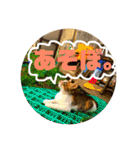 飼い猫たちの日常生活（個別スタンプ：28）