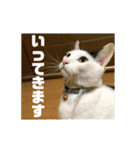 飼い猫たちの日常生活（個別スタンプ：29）