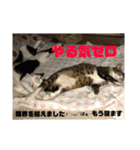 飼い猫たちの日常生活（個別スタンプ：31）