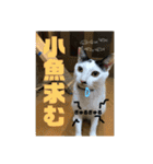 飼い猫たちの日常生活（個別スタンプ：33）