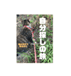 飼い猫たちの日常生活（個別スタンプ：34）