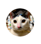 飼い猫たちの日常生活（個別スタンプ：35）