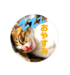 飼い猫たちの日常生活（個別スタンプ：36）
