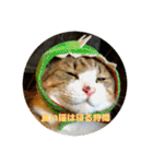 飼い猫たちの日常生活（個別スタンプ：37）