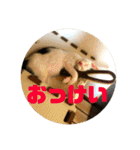 飼い猫たちの日常生活（個別スタンプ：38）