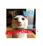 飼い猫たちの日常生活（個別スタンプ：39）