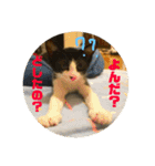 飼い猫たちの日常生活（個別スタンプ：40）