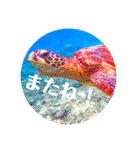 sea world2♡[日本語]（個別スタンプ：4）
