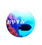 sea world2♡[日本語]（個別スタンプ：13）