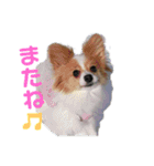 ぷりん＆らあく（個別スタンプ：1）