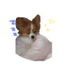 ぷりん＆らあく（個別スタンプ：4）
