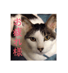 HITOMI家（個別スタンプ：1）