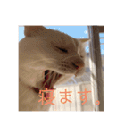 HITOMI家（個別スタンプ：7）