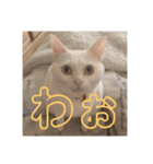 HITOMI家（個別スタンプ：8）