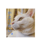 HITOMI家（個別スタンプ：10）