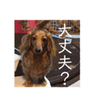 HITOMI家（個別スタンプ：11）