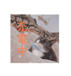 HITOMI家（個別スタンプ：12）