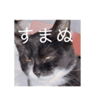 HITOMI家（個別スタンプ：16）