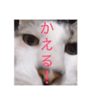 HITOMI家（個別スタンプ：19）