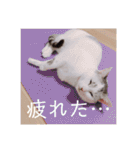 HITOMI家（個別スタンプ：23）