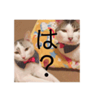 HITOMI家（個別スタンプ：34）