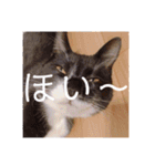 HITOMI家（個別スタンプ：35）