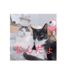HITOMI家（個別スタンプ：37）