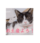 HITOMI家（個別スタンプ：39）