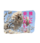 推しは推せる時に推せ♡人生一度きり。（個別スタンプ：2）